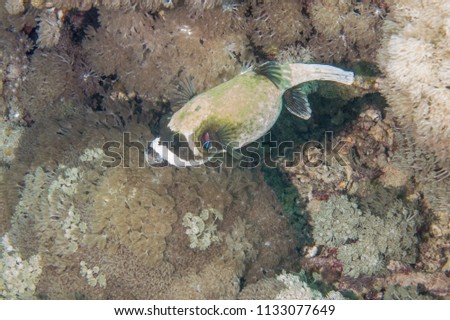 Masked Puffer Fish