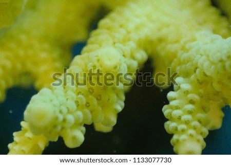 Macro coral Koh Tao