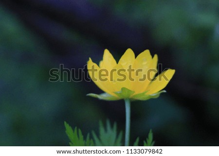 yellow ribbon flowers