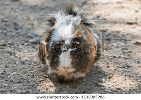 guinea pig in the farm