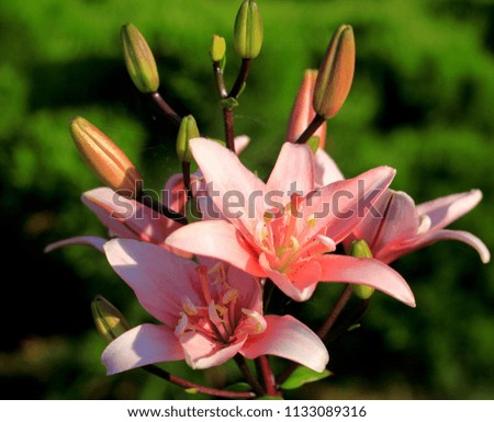 Flowering lily in the garden in the summer. Natural blurred background.
