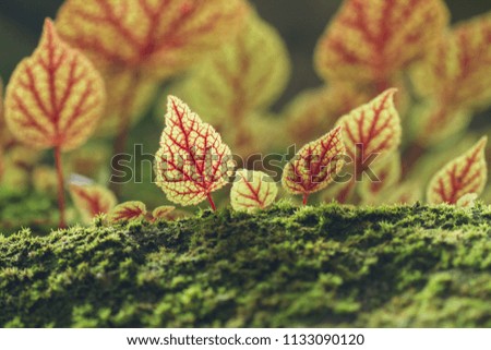 begonia leaf on green moss stone