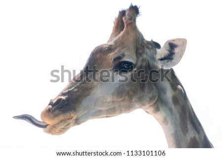 isolated giraffe on white background