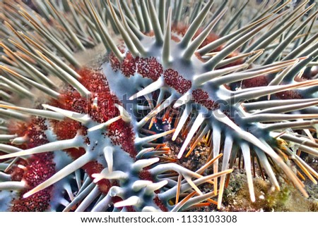Crown of Thorns Starfish Macro