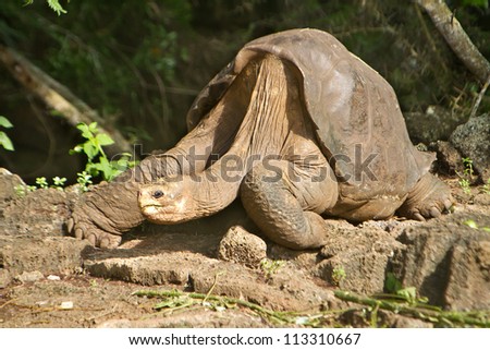 Lonesome George Galapagos, taken a few days before his death Royalty-Free Stock Photo #113310667