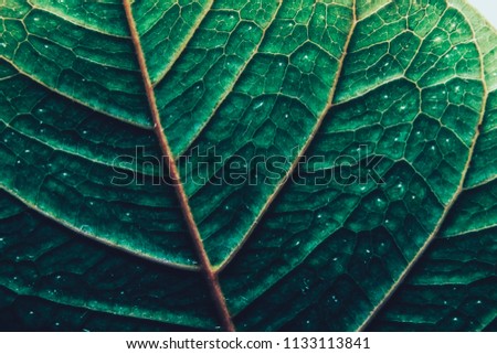 Tropical Green Leaf Pattern In the garden  for texture background. color dark flat lay tone for input text.