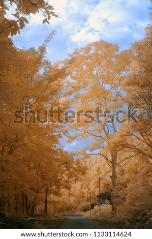 Yellow Trees along the way in the village from near infrared style by IR mode.Paradise concept.                                        