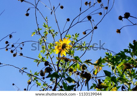 Sun flowers in viet nam