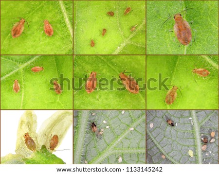 Aphids (plant lice, greenflies, blackflies or whiteflies) are among the most destructive insect pests on cultivated plants in temperate regions