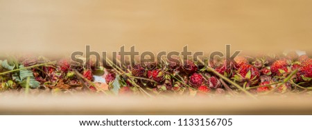 fruits of forest strawberries are dried in a wooden box in sunny weather outdoors. Web banner for your design.