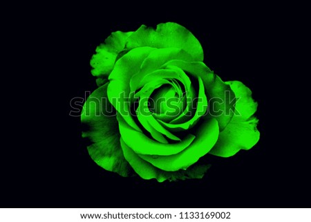 green rose on black background