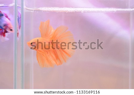   the Halfmoon betta is a Siamese fighting fish it is the freshwater fish had beautiful fins and color swimming in aquarium