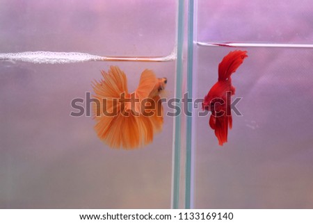  the Halfmoon betta is a Siamese fighting fish it is the freshwater fish had beautiful fins and color swimming in aquarium