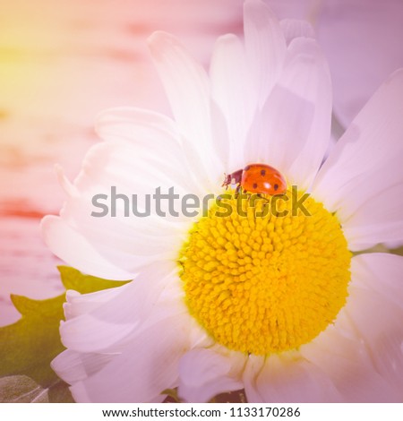 A field of daisy white flower, lit by the sun's rays, on which sits a ladybug.