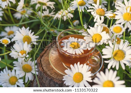 A cup of tea in white chamomile flowers, in the rays of warm sunlight.