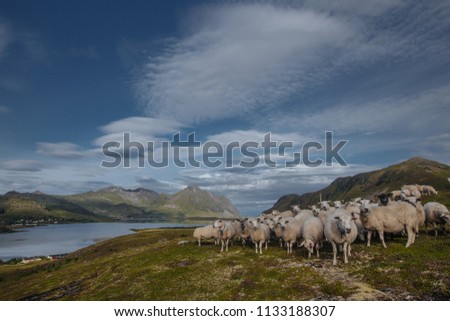 Sheeps with view from hill to the lake and green mountains in the Norway at summer time