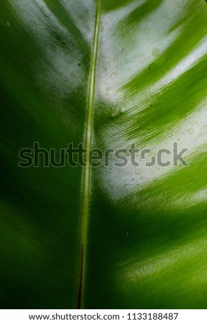 green leaf, nature  background, ecology system, rain drop on leaf,