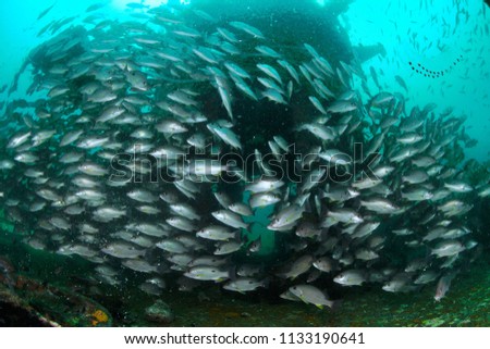 Chumphon, Gulf of Thailand- School of Russell’s Snapper,Moses perch (Lutjanus russellii) forming ball