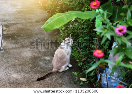 Cat sit on the concrete floor in natural garden