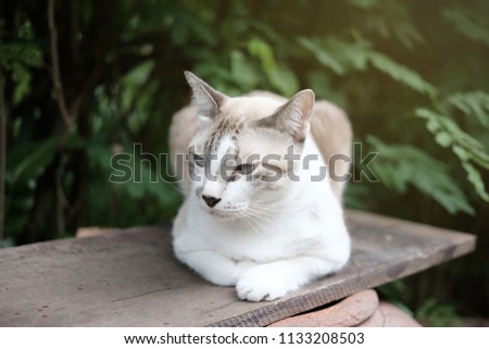 Cat sit on the jar in natural garden