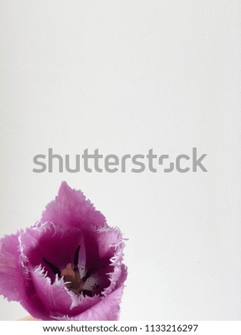 one purple tulip on white background