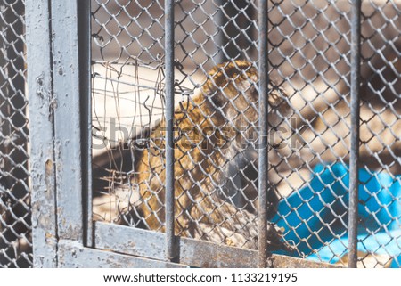 Monkey in the zoo. The animal is in a cage. Lonely monkey