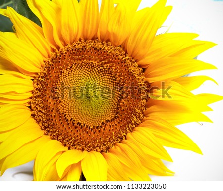 sunflower young bright yellow on a white background