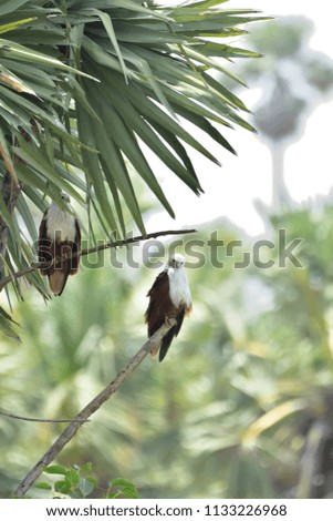 Brahminy Kite Bird