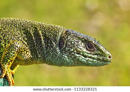 side view of green lizard head ( Lacerta viridis )