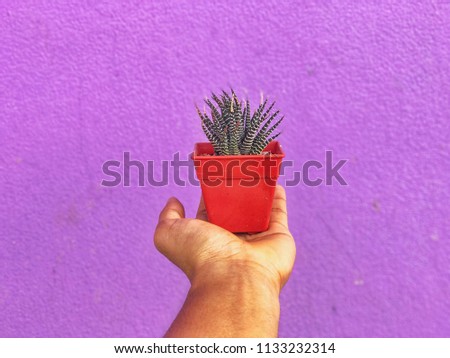 Close up of green cactus.
Cactus on the pink background Minimal creative still life.