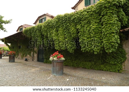    Green leaf wallin the garden of the manor of Quinta da Aveleda, Portugal, June 5, 2018 Royalty-Free Stock Photo #1133245040