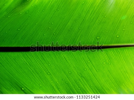 water drops on green leaf Bird's nest fern texture background