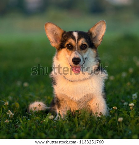 Corgi puppy three colored sitting in the green grass and watching on the photographer  Royalty-Free Stock Photo #1133251760