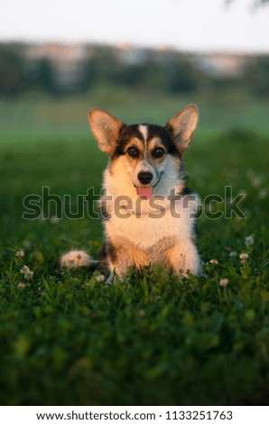 Corgi puppy three colored sitting in the green grass and watching on the photographer  Royalty-Free Stock Photo #1133251763