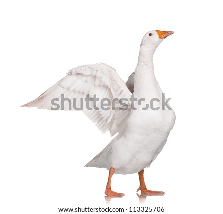White domestic goose isolated on white background Royalty-Free Stock Photo #113325706
