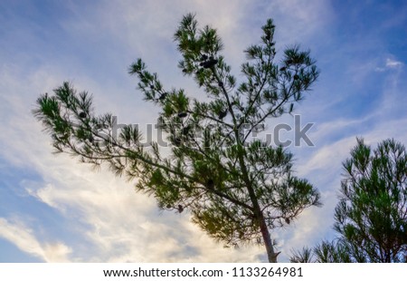 Big tree blue sky, morning sunrise. Under the branch of tree with the beautiful sky dark blue. The sky above the trees in the wilderness forest. The huge tree on the meadow. Nature scenic landscape.