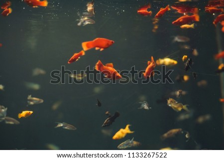 Small fish in the aquarium. Fish in the zoo