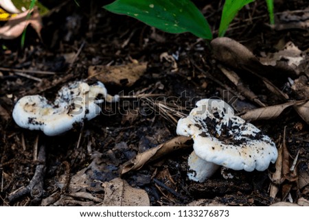 Close up.White soil mushroom emerging from the soil in the forest at the Northeast of Thai.