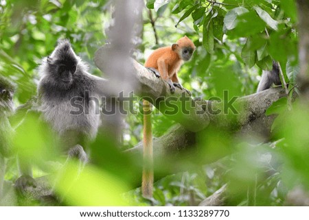 Proboscis monkey (Nasalis larvatus)
Sabah (Borneo) Malaysia.