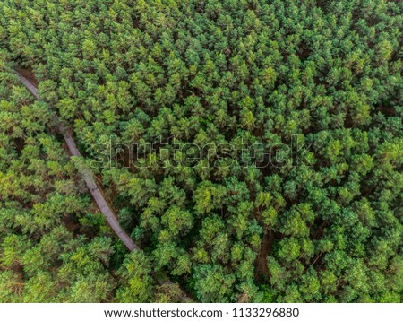  wild green forest from drone