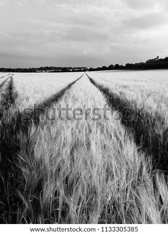 Vehicle tracks across barley field