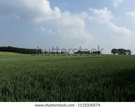 field in early summer 1