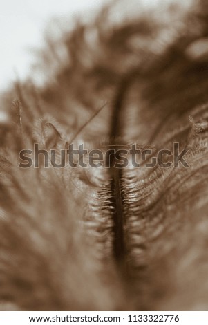 ostrich feather close-up. macro photo feather.