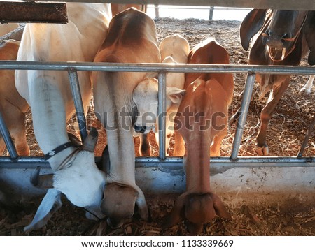 
Farming of cattle in agriculture