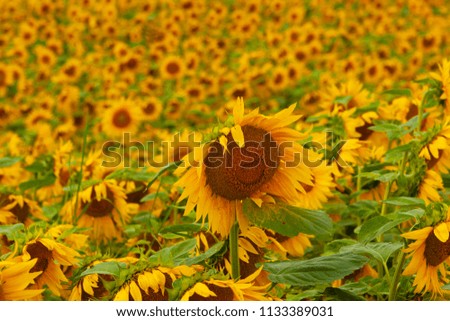 Sunflower field of Hokkaido memantesse
