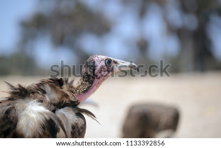 single vulture profile portrait with hook beak, pink head and blue eyes on a beach outdoors on a sunny day in the Gambia, Africa