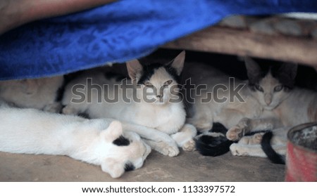 many black and white skinny cat sitting under a wooden bench with blue cloth over it, outdoors in a village in the Gambia, Africa on a sunny day