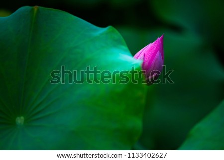 Lotus leaf image