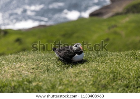 A portrait of a cute icelandic northern puffin bird with an orange parrot looking pecker sitting on green grass with blue sea in the background on a warm sunny summer day with green foreground