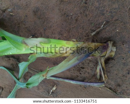 BACTERIAL stem ROT IN Corn Crop.